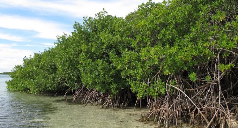 Signature announces Mangrove Replenishment Project in Odisha to strengthen coastal climate resilience